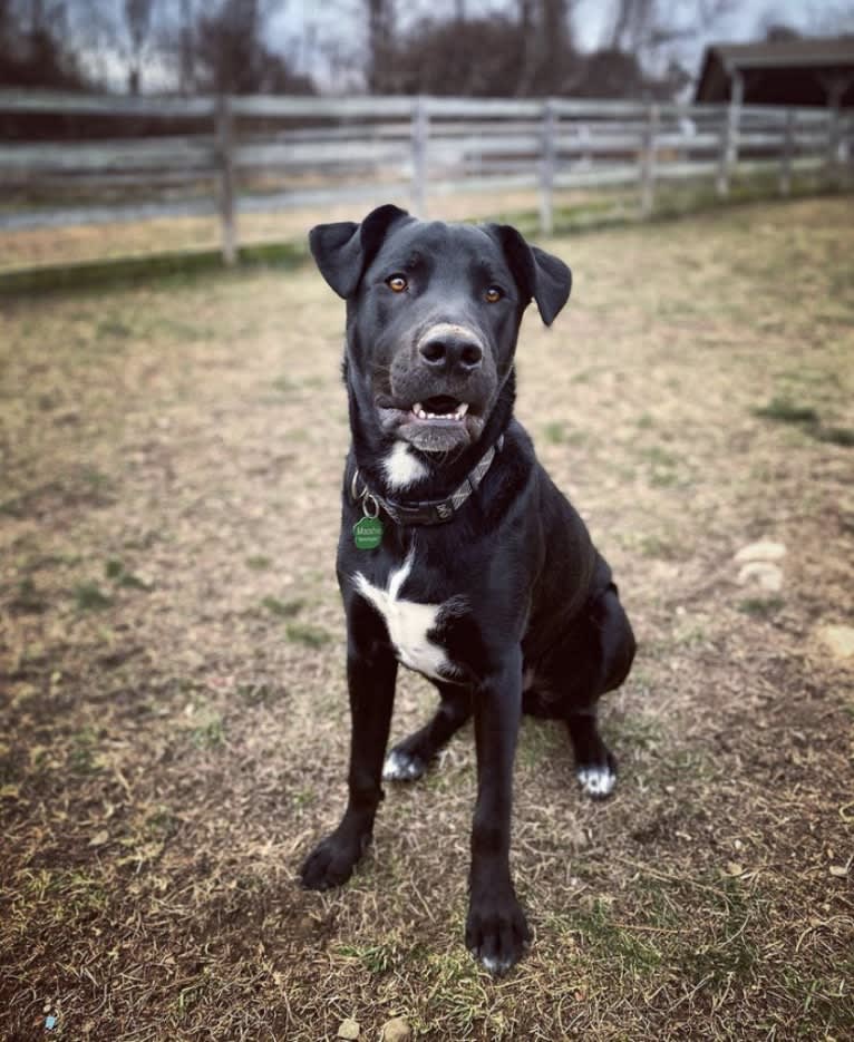 Mooshie, an American Pit Bull Terrier and German Shepherd Dog mix tested with EmbarkVet.com