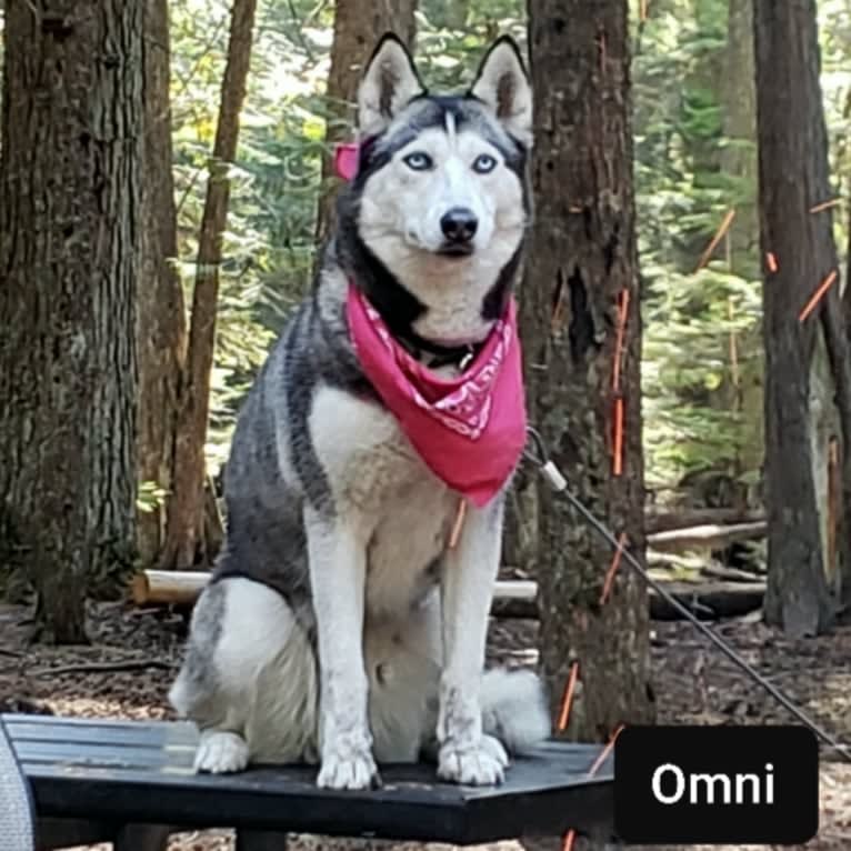 Omni, a Siberian Husky tested with EmbarkVet.com