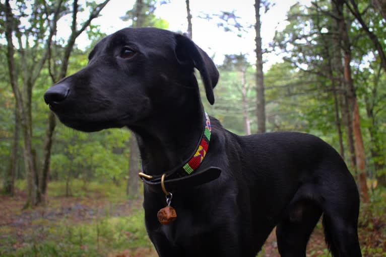 Titan, a Labrador Retriever and Golden Retriever mix tested with EmbarkVet.com