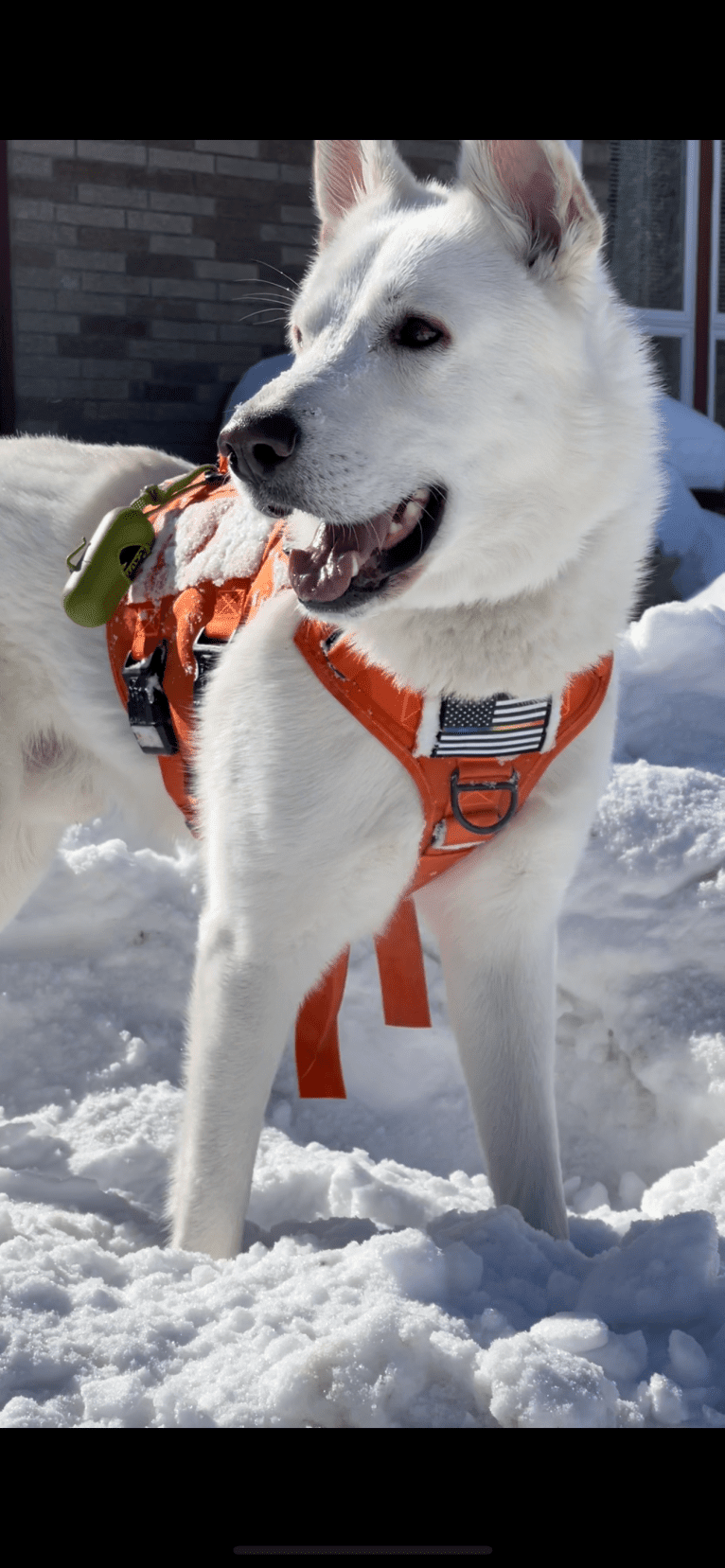 Apollo, a German Shepherd Dog and Maremma Sheepdog mix tested with EmbarkVet.com