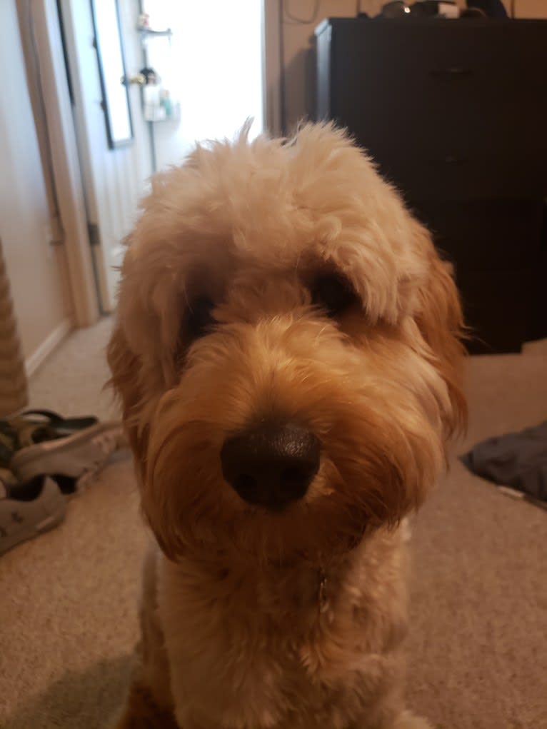 Willow, a Goldendoodle tested with EmbarkVet.com