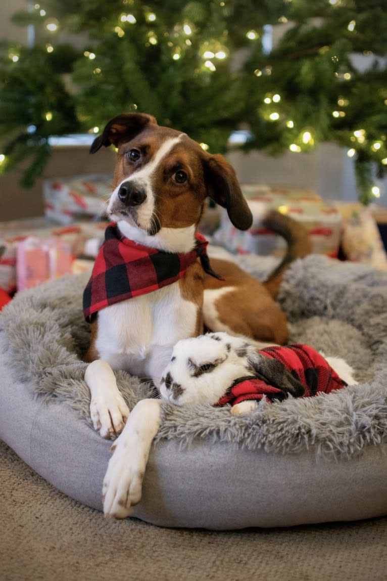 Ranger, a Boxer and Beagle mix tested with EmbarkVet.com