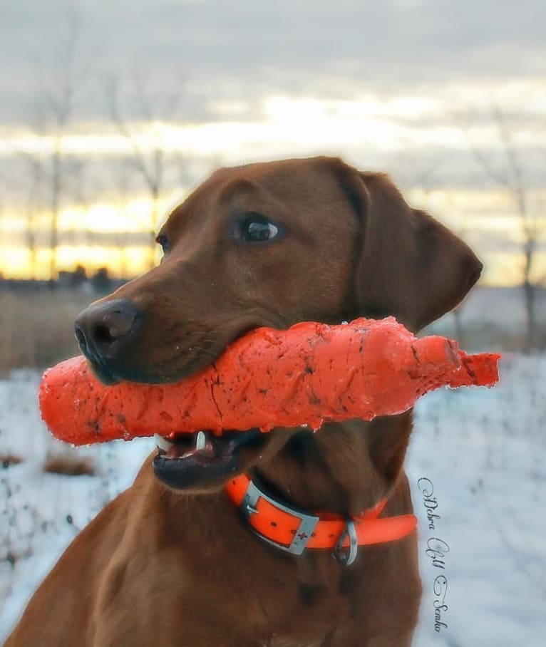 Aries, a Labrador Retriever tested with EmbarkVet.com