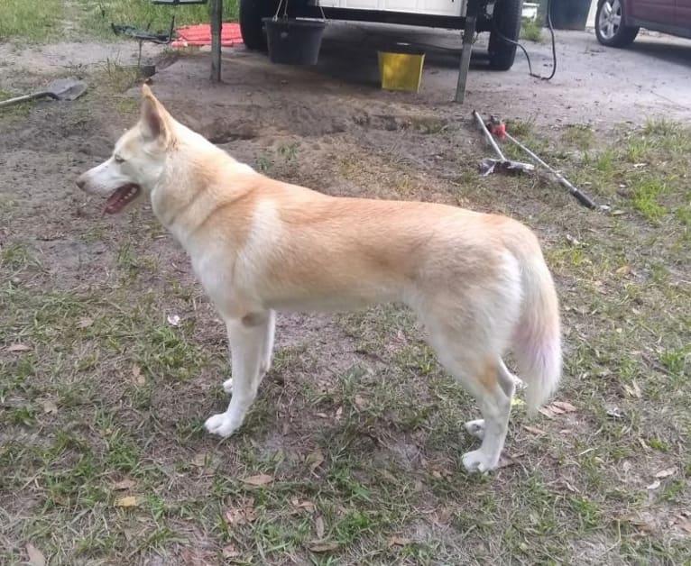 Kestrel, a Siberian Husky and Shetland Sheepdog mix tested with EmbarkVet.com