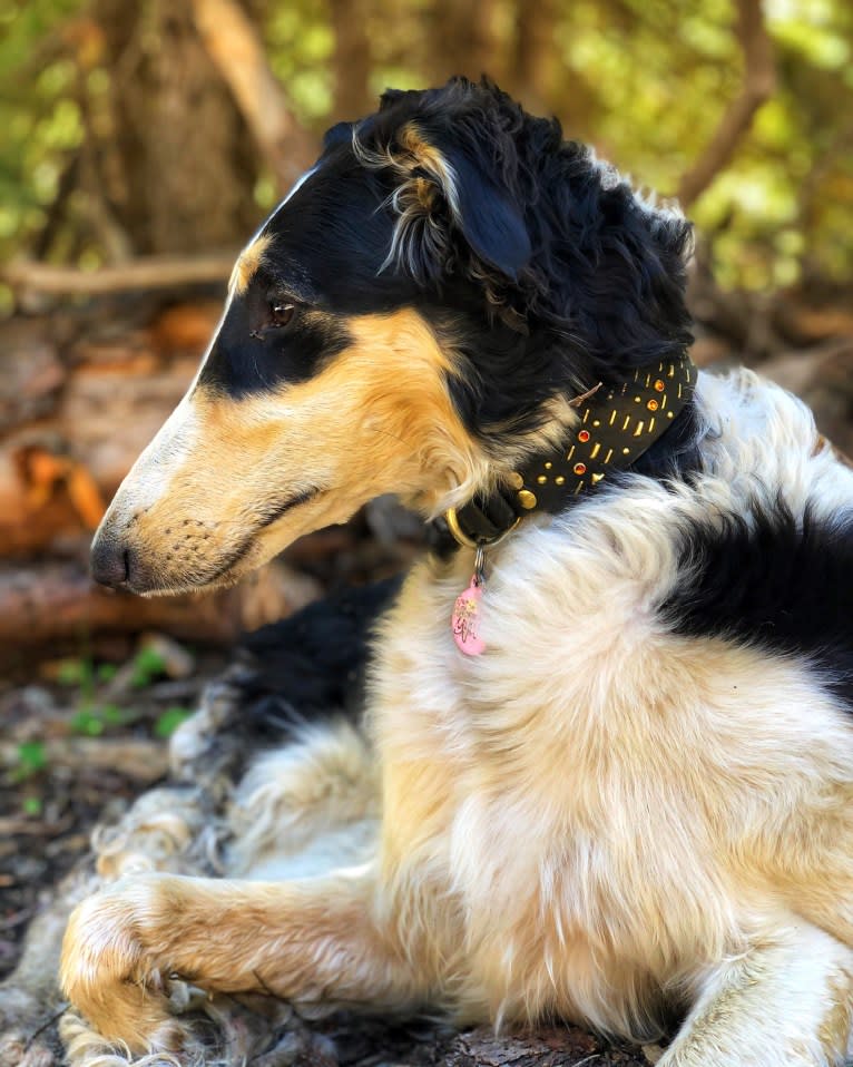 Lyra, a Borzoi tested with EmbarkVet.com