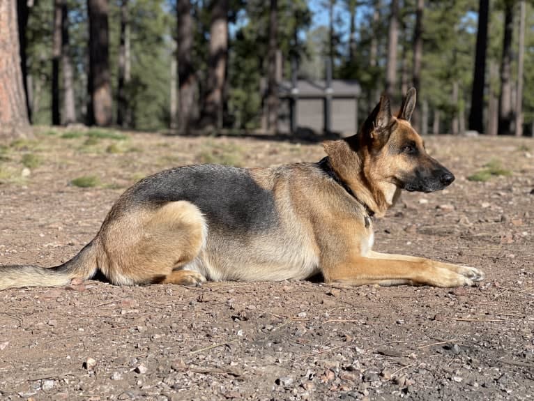 Jonas, a German Shepherd Dog tested with EmbarkVet.com