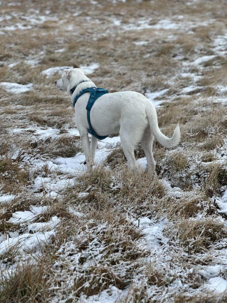 Mance, an American Pit Bull Terrier and German Shepherd Dog mix tested with EmbarkVet.com