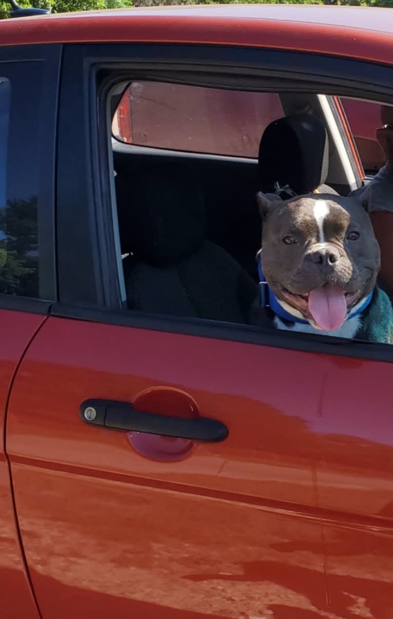 Lucas, an American Bully tested with EmbarkVet.com