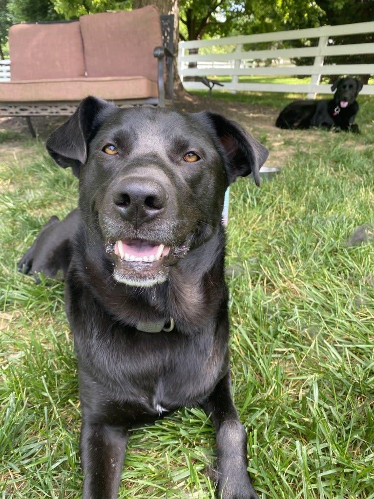 Lucas, a Chow Chow and Labrador Retriever mix tested with EmbarkVet.com