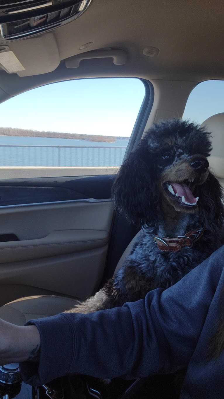 Nash, a Poodle tested with EmbarkVet.com