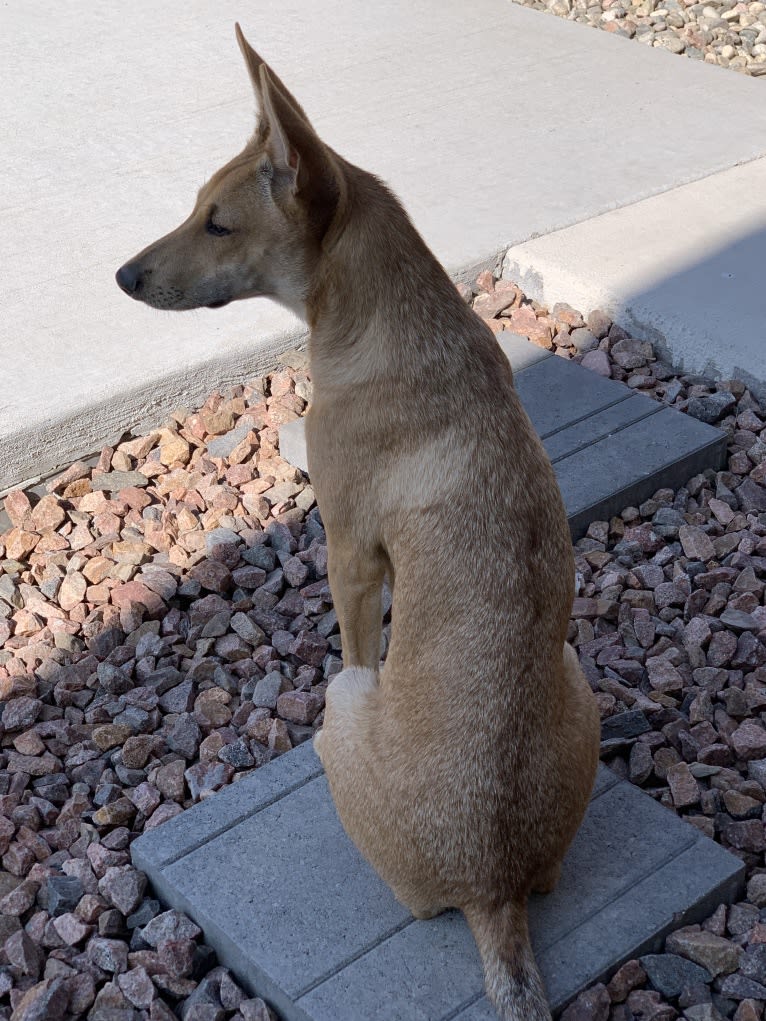 Lady Nala Bear BCF, a Carolina Dog tested with EmbarkVet.com