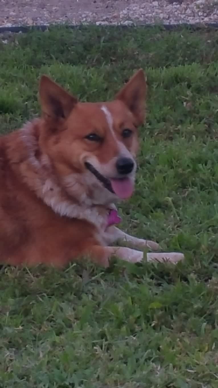 Sissy, a Pembroke Welsh Corgi and Australian Cattle Dog mix tested with EmbarkVet.com