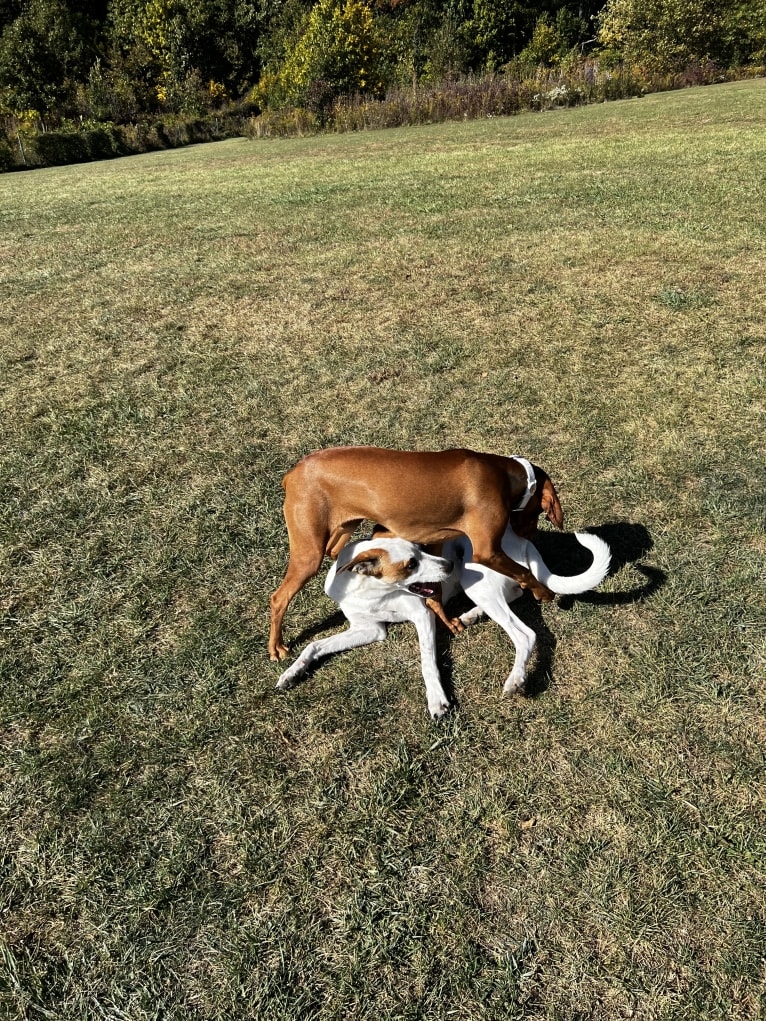 Wilson Wayhart, a Boxer and German Shepherd Dog mix tested with EmbarkVet.com