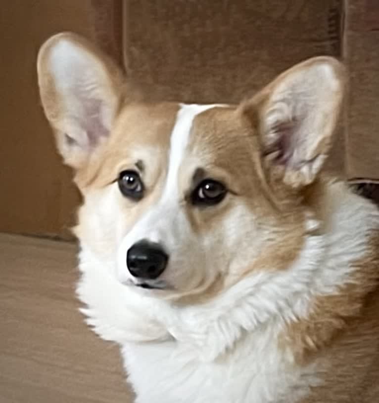 Kudzu (Zuzu), a Pembroke Welsh Corgi tested with EmbarkVet.com