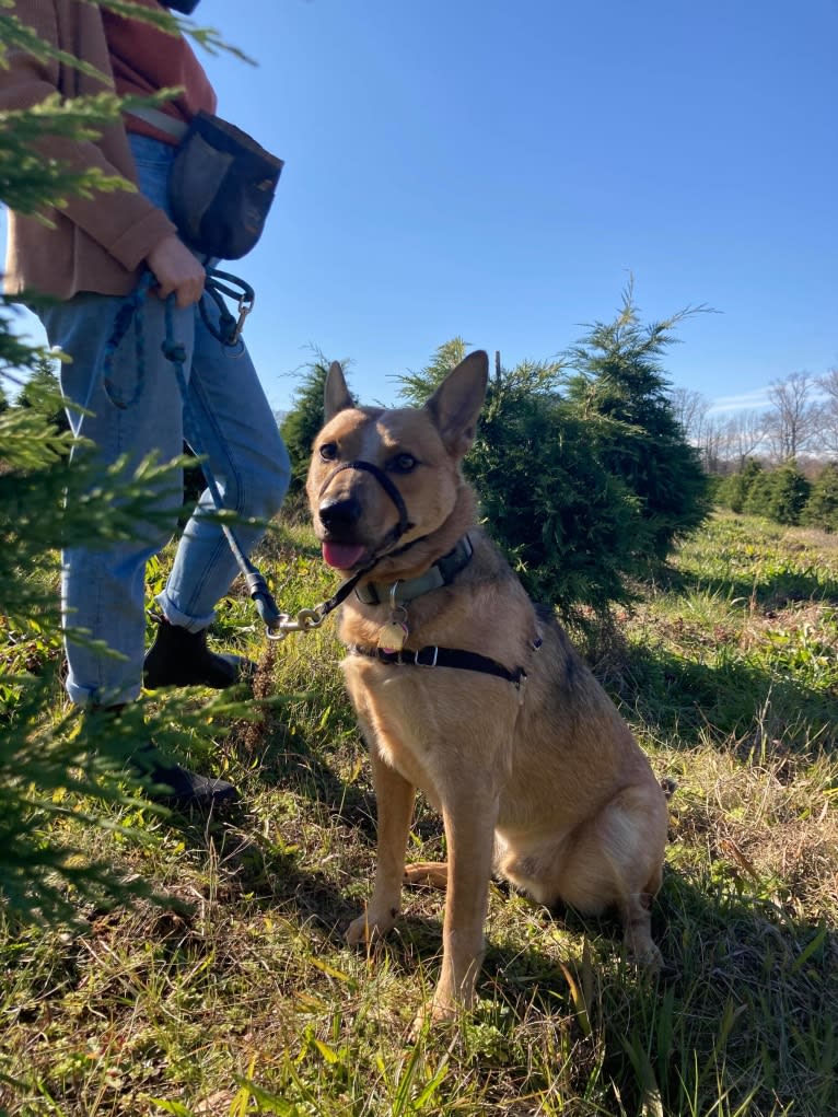 Melvin, an Australian Cattle Dog tested with EmbarkVet.com