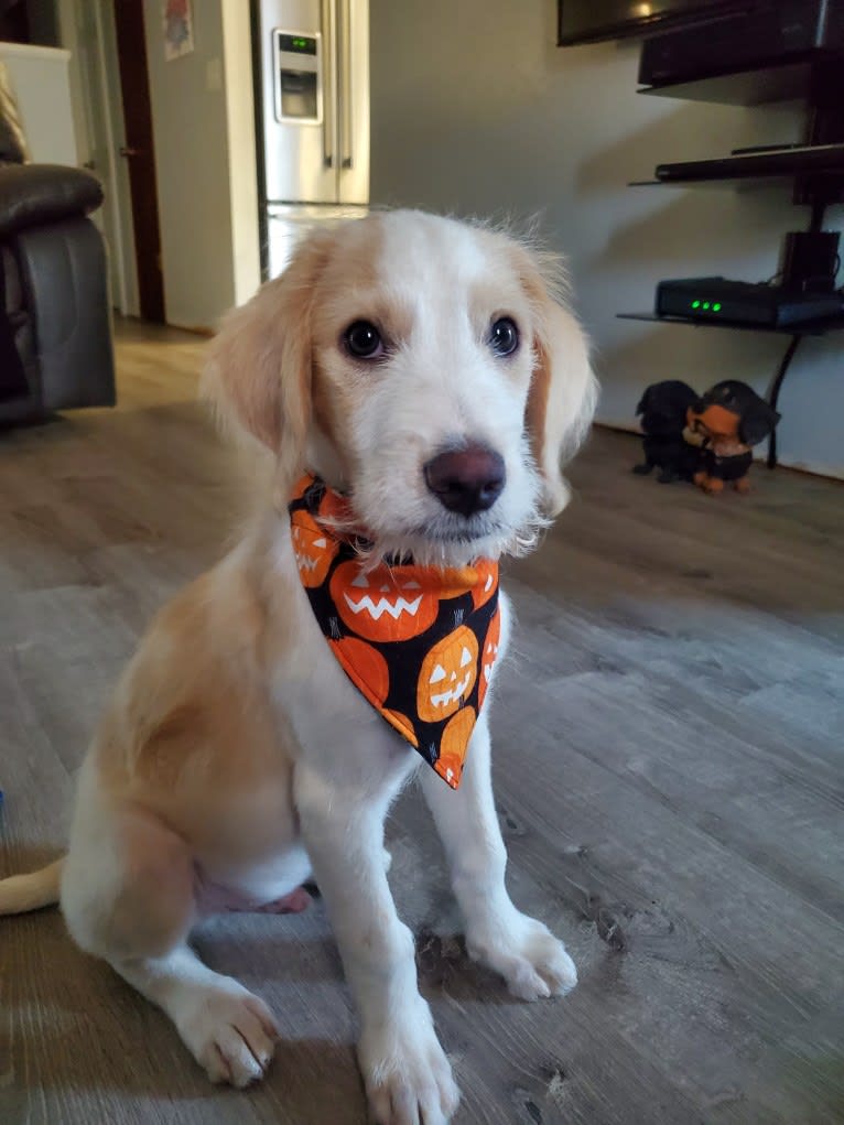 Amaretto, a Great Pyrenees and Poodle (Standard) mix tested with EmbarkVet.com