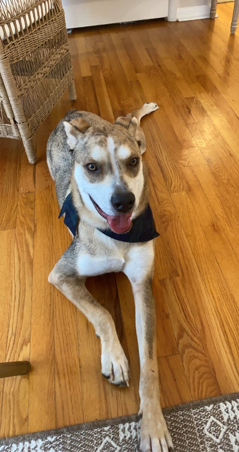 Beau, a Siberian Husky and American Bulldog mix tested with EmbarkVet.com