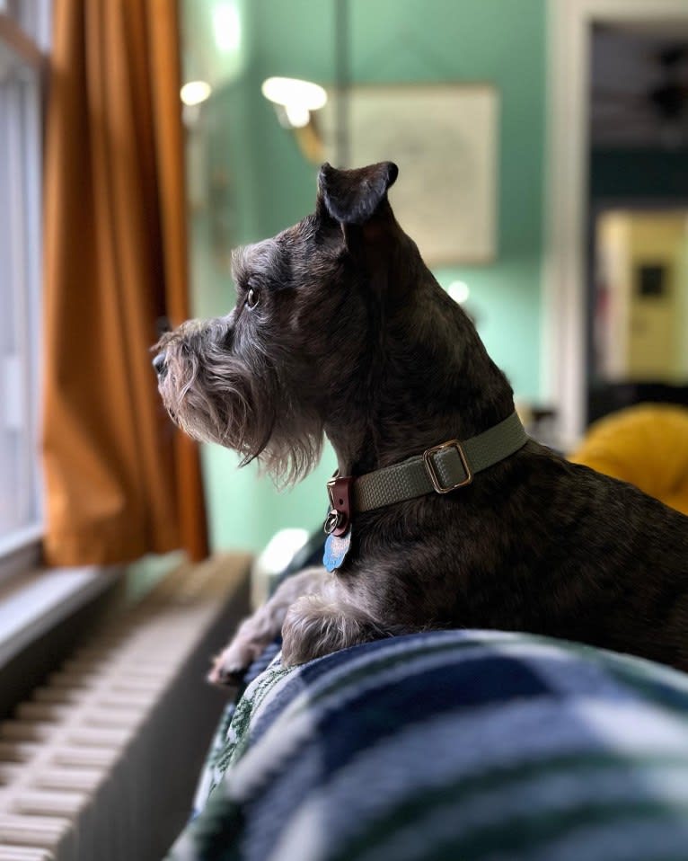 Adelaide, a Miniature Schnauzer and Boston Terrier mix tested with EmbarkVet.com