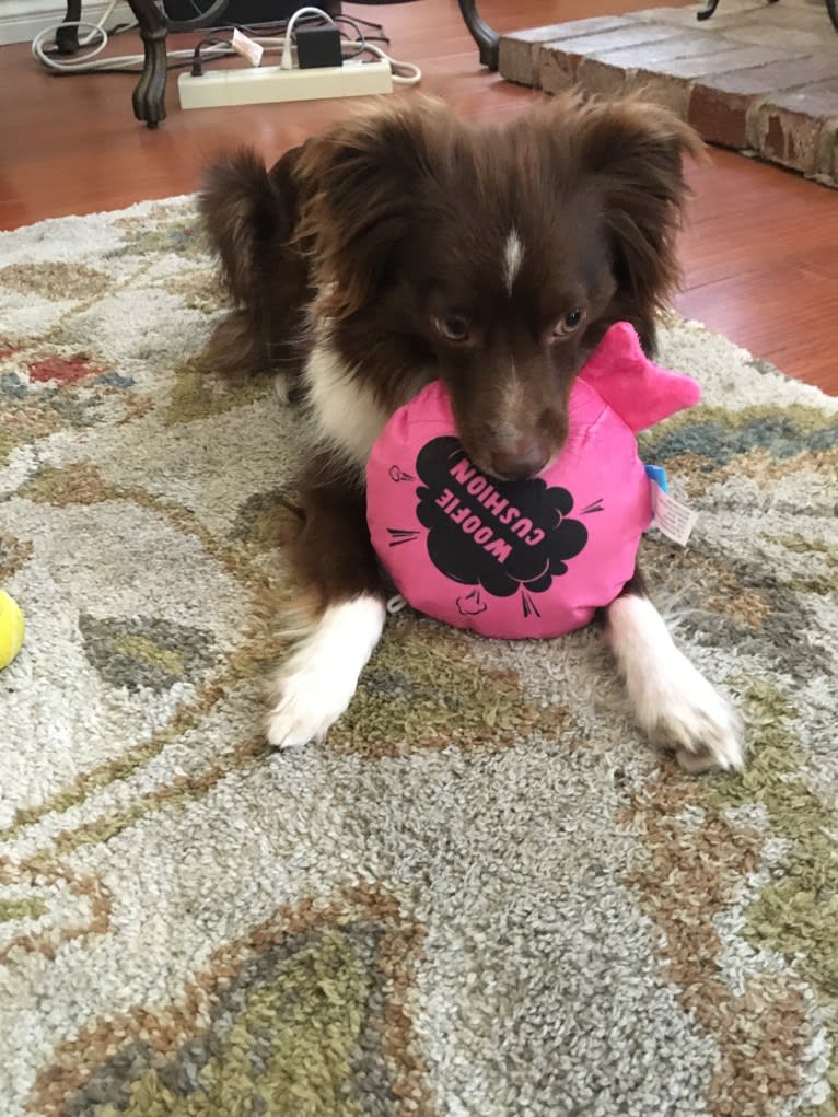 Odin, an Australian Shepherd tested with EmbarkVet.com