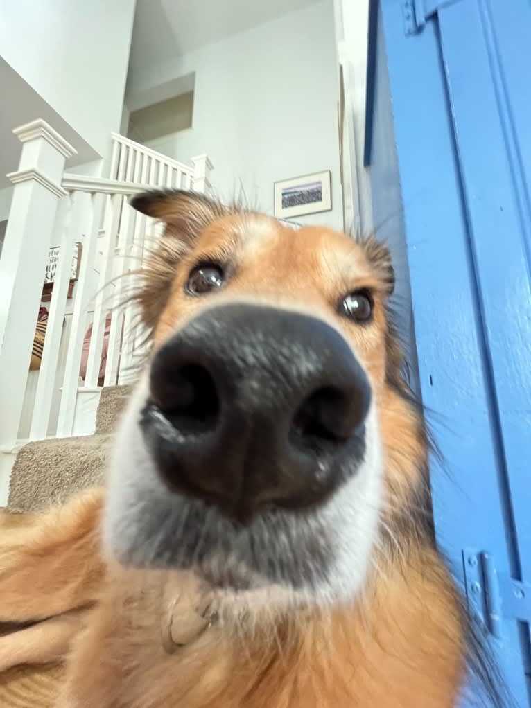 Einstein, a Great Pyrenees and American Pit Bull Terrier mix tested with EmbarkVet.com