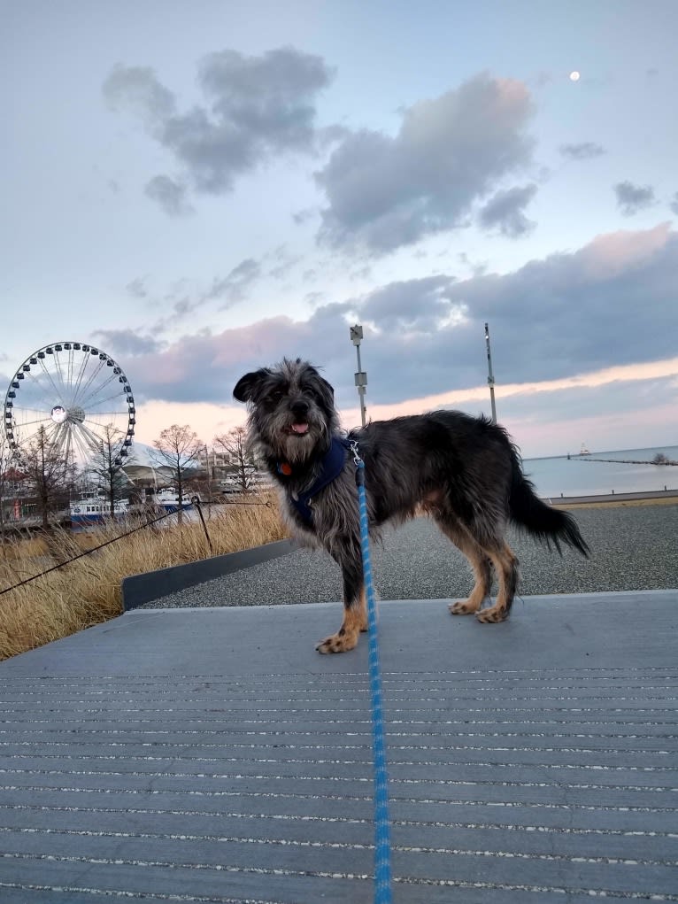 Nash, a German Shepherd Dog and Poodle (Small) mix tested with EmbarkVet.com