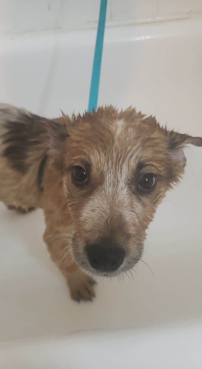 Brutus, an Australian Cattle Dog and Great Pyrenees mix tested with EmbarkVet.com