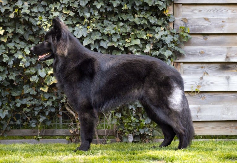 Rakan, a German Shepherd Dog tested with EmbarkVet.com