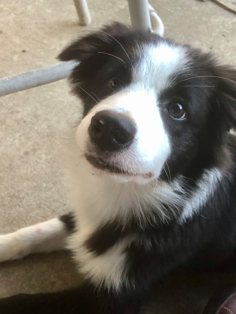 Angel, a Border Collie tested with EmbarkVet.com