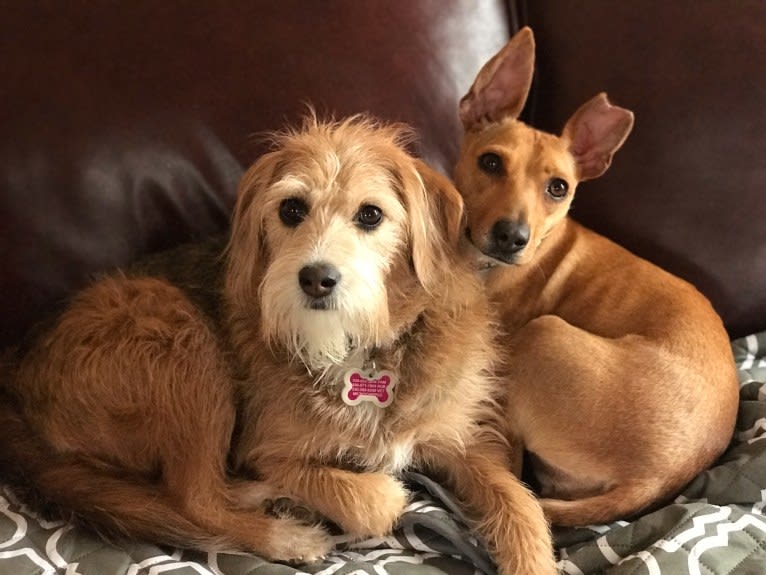 Gracie, a Beagle and Poodle (Small) mix tested with EmbarkVet.com