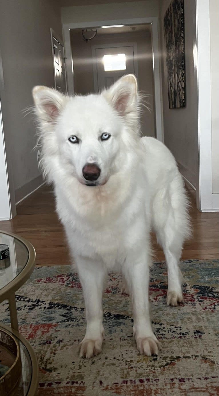 Dakota, a Siberian Husky and Alaskan Malamute mix tested with EmbarkVet.com