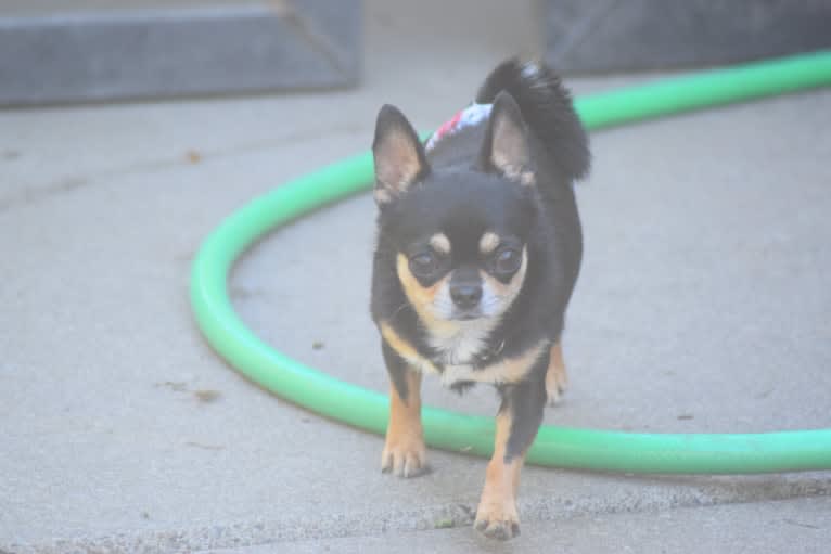Fonzie, a Chihuahua tested with EmbarkVet.com