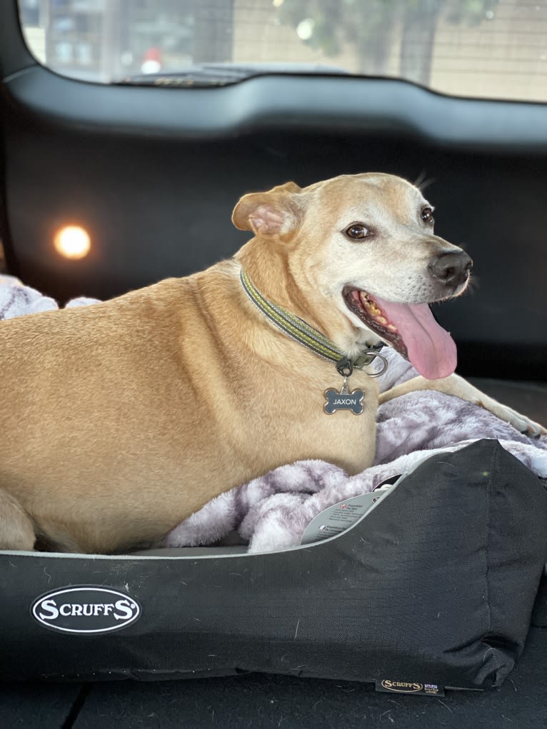 Jaxon, an American Pit Bull Terrier and Labrador Retriever mix tested with EmbarkVet.com