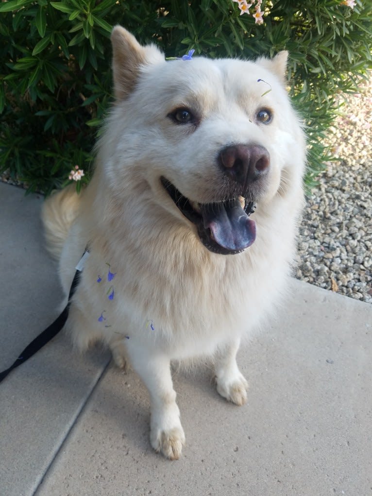 Nimbus, a Chow Chow and Chinese Shar-Pei mix tested with EmbarkVet.com