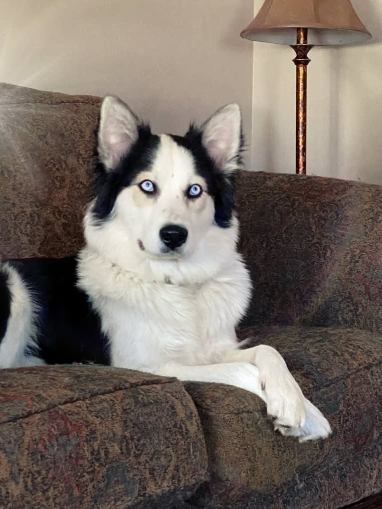 Branwen, a Yakutian Laika tested with EmbarkVet.com