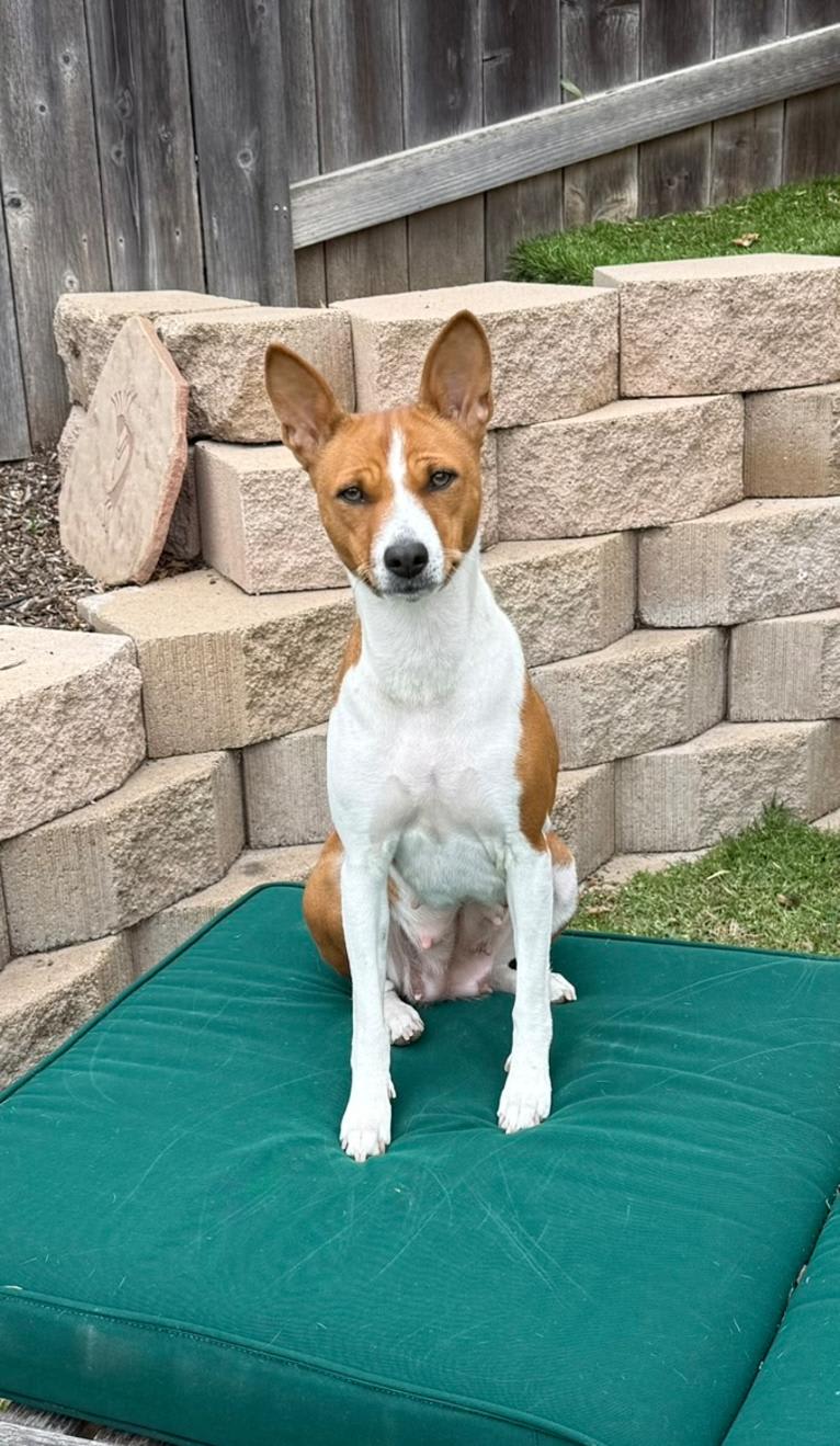Rain, a Basenji tested with EmbarkVet.com
