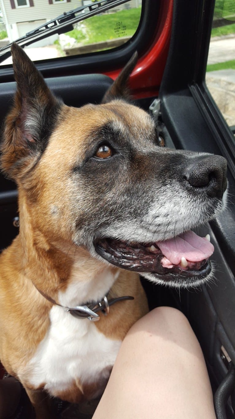 Vadar, a Boxer and Australian Shepherd mix tested with EmbarkVet.com