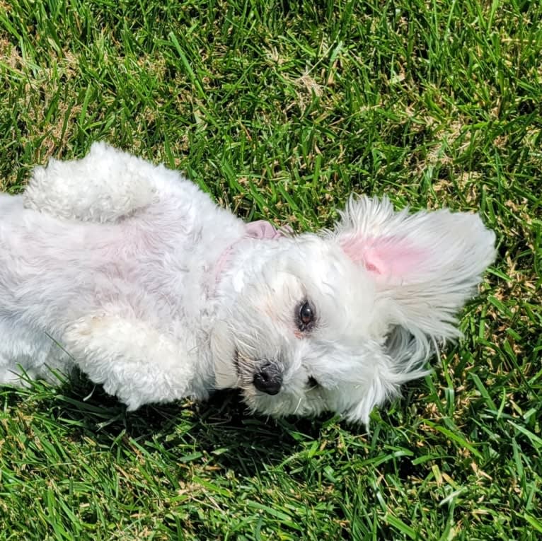 Kaylee, a Maltese and Shih Tzu mix tested with EmbarkVet.com