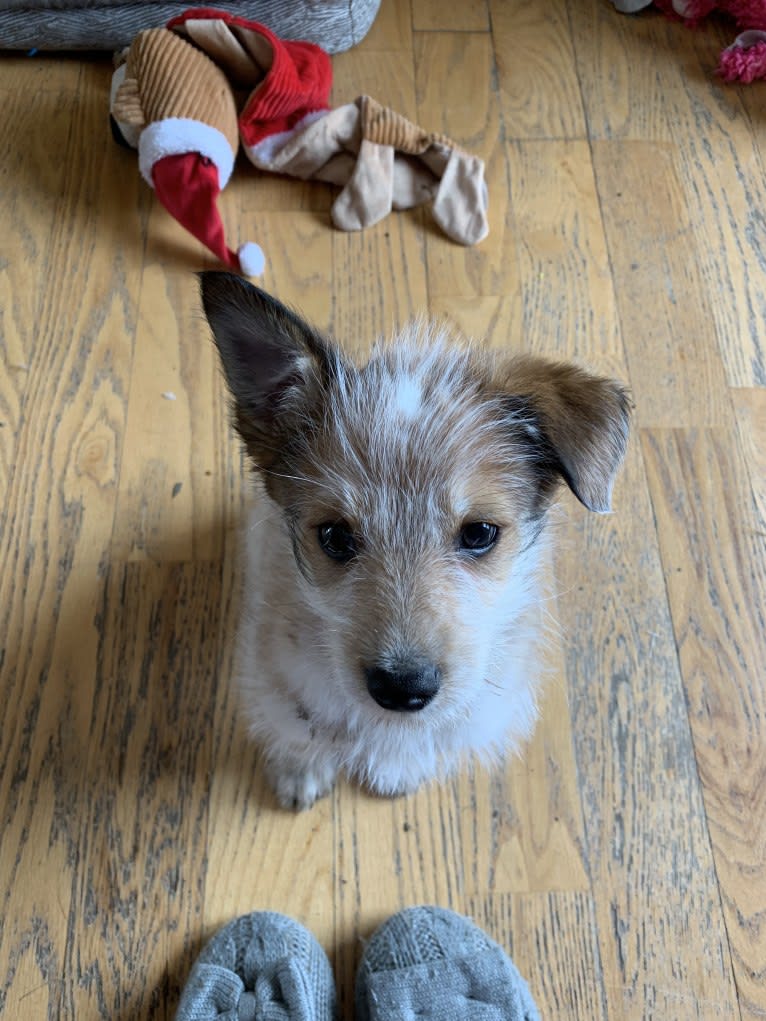 Henry, a Miniature Schnauzer and Australian Cattle Dog mix tested with EmbarkVet.com