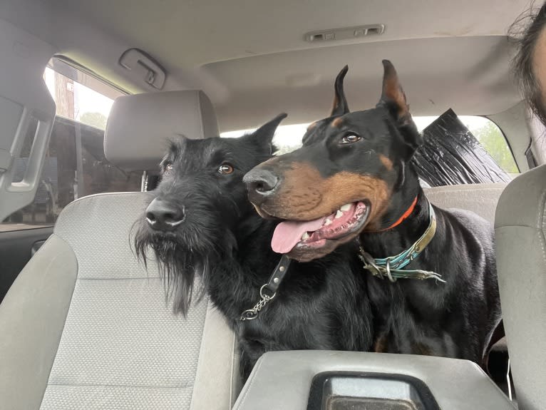 Vaatu, a Black Russian Terrier and Belgian Malinois mix tested with EmbarkVet.com