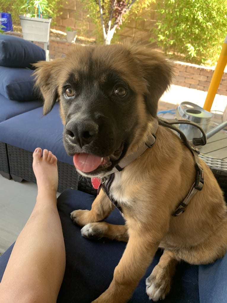 Diego, a Mastiff and German Shepherd Dog mix tested with EmbarkVet.com