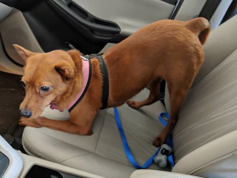 Rosie, a Rat Terrier and Chinese Shar-Pei mix tested with EmbarkVet.com