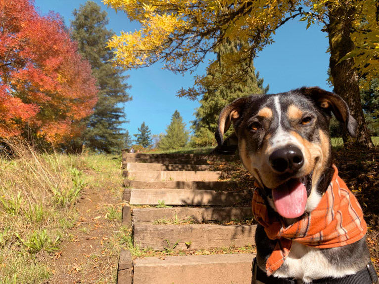 Coava, a German Shorthaired Pointer and Siberian Husky mix tested with EmbarkVet.com