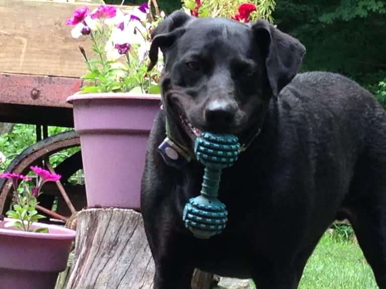 Jedi, an Australian Cattle Dog and Weimaraner mix tested with EmbarkVet.com