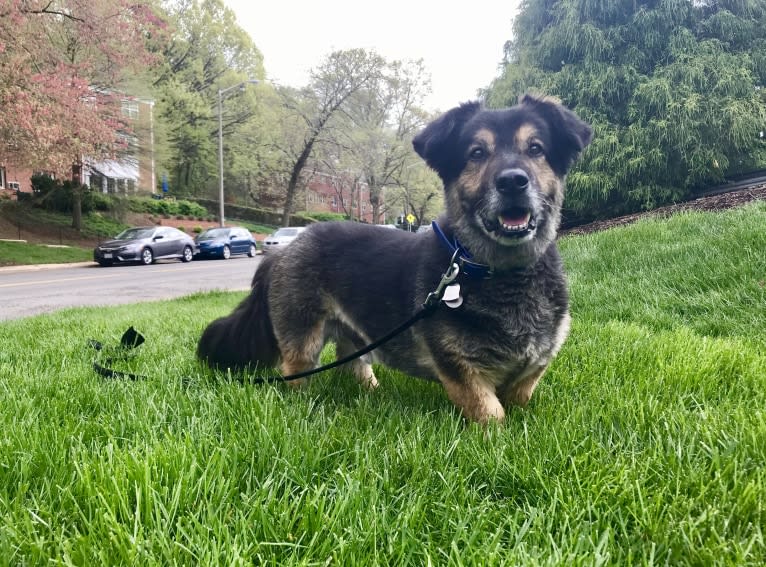 Simba, a German Shepherd Dog and Labrador Retriever mix tested with EmbarkVet.com