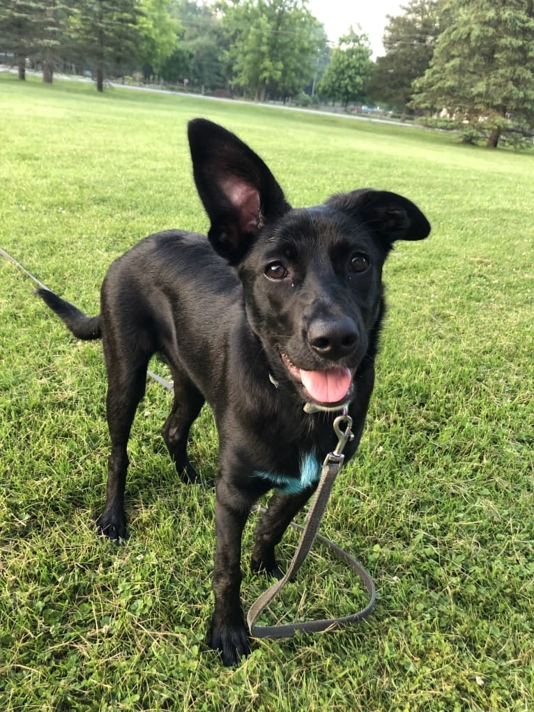 Nala, a Border Collie and American Pit Bull Terrier mix tested with EmbarkVet.com