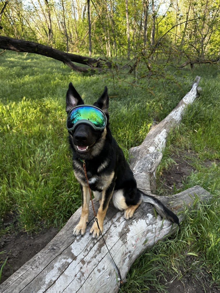 Pyro, a German Shepherd Dog (6.9% unresolved) tested with EmbarkVet.com