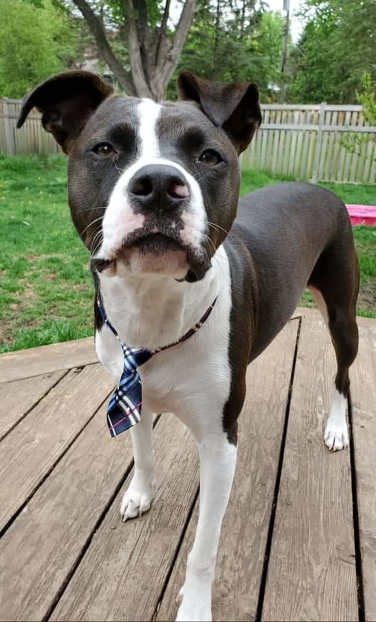 Leo, an American Pit Bull Terrier (5.6% unresolved) tested with EmbarkVet.com