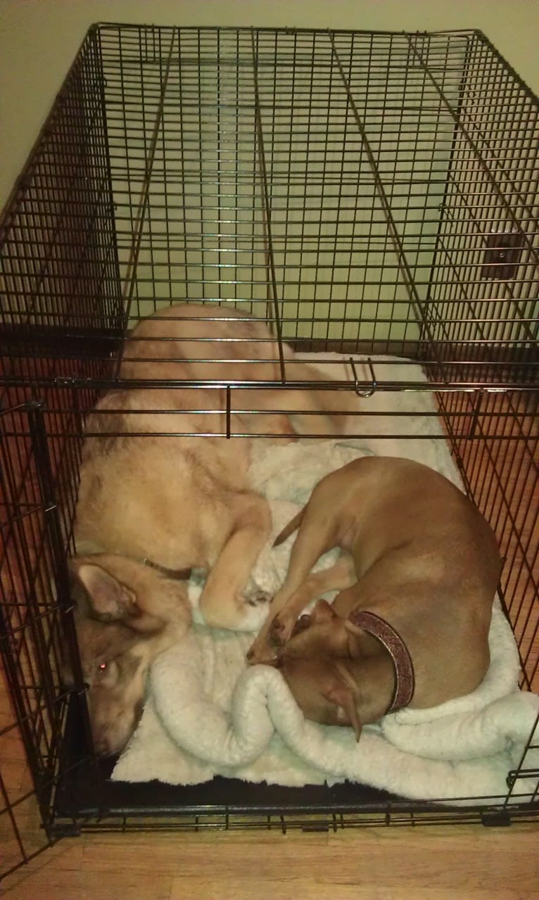 Duvel, a Gerberian Shepsky (18.8% unresolved) tested with EmbarkVet.com