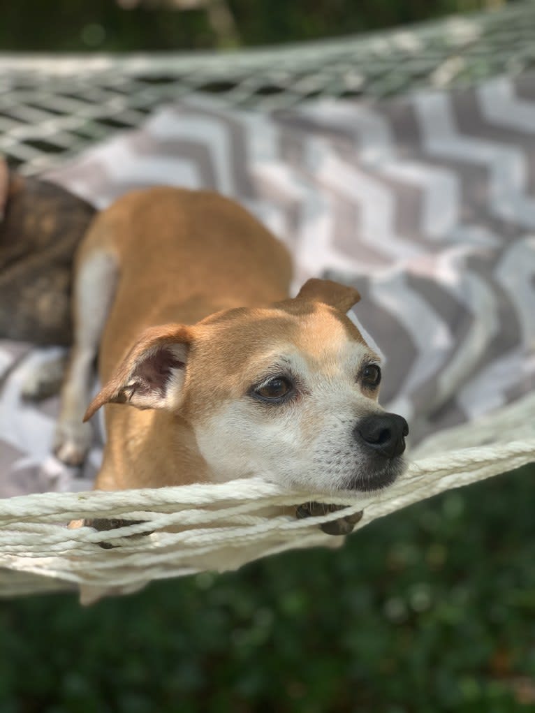 Marshall, a Chihuahua and Dachshund mix tested with EmbarkVet.com