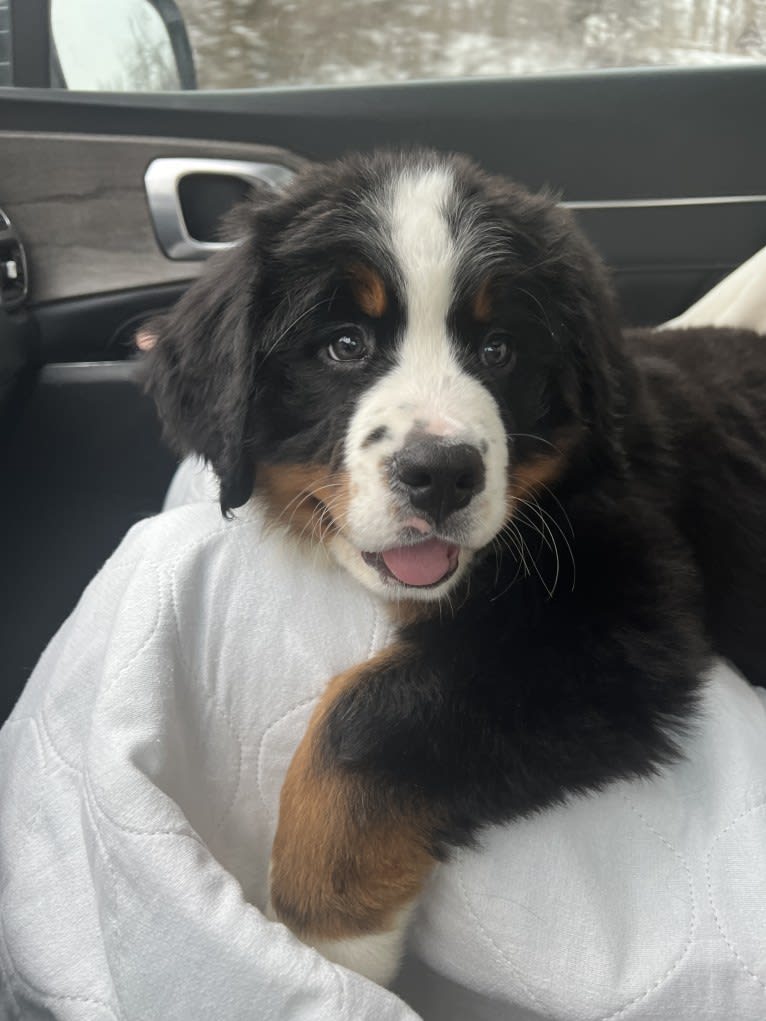 Raleigh, a Bernese Mountain Dog tested with EmbarkVet.com